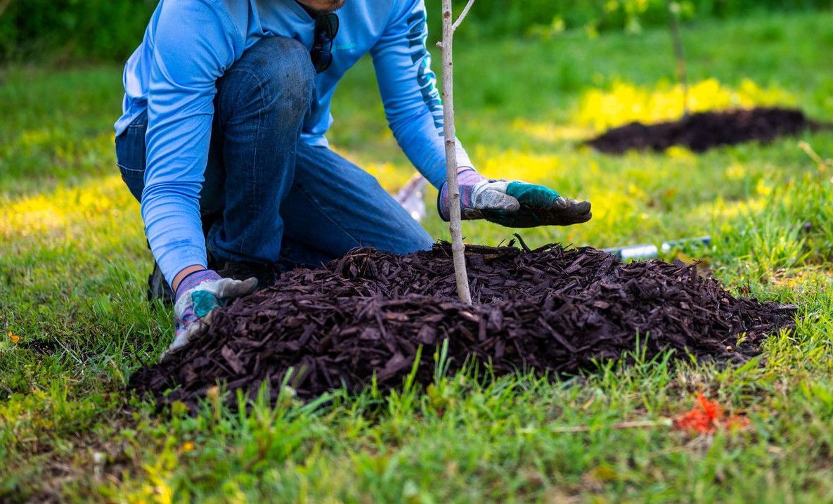 A person in a garden planting a young tree under bright sunlight, showcasing gardening efforts and nature's growth.